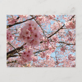 Cherry Blossom: Japan Briefkaart