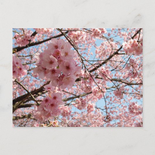 Cherry Blossom: Japan Briefkaart (Voorkant)