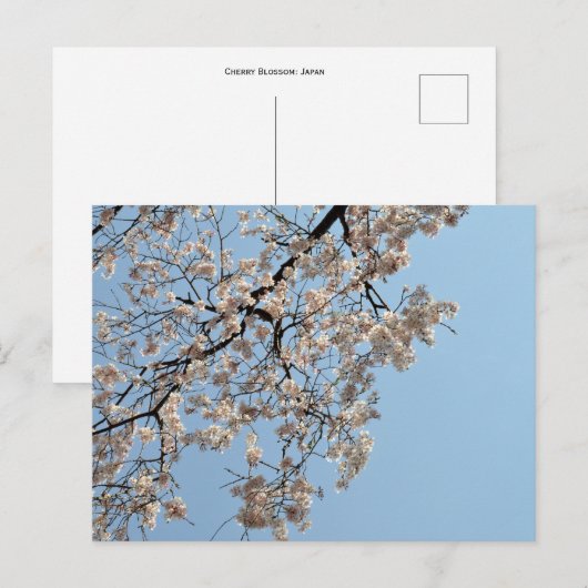 Cherry Blossom: Japan Briefkaart (Voorkant / Achterkant)