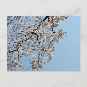 Cherry Blossom: Japan Briefkaart