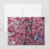 Cherry Blossom: Japan Briefkaart (Voorkant / Achterkant)