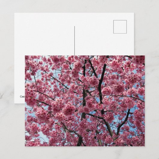 Cherry Blossom: Japan Briefkaart (Voorkant / Achterkant)