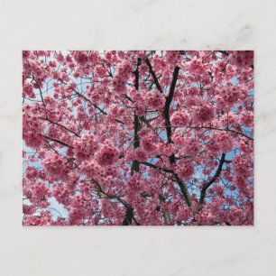 Cherry Blossom: Japan Briefkaart