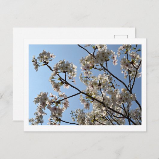 Cherry Blossom: Japan Briefkaart (Voorkant / Achterkant)