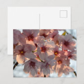 Cherry Blossom: Japan Briefkaart (Voorkant / Achterkant)