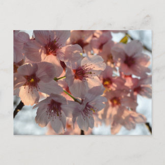 Cherry Blossom: Japan Briefkaart