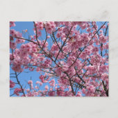 Cherry Blossom: Japan Briefkaart (Voorkant)