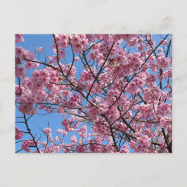 Cherry Blossom: Japan Briefkaart