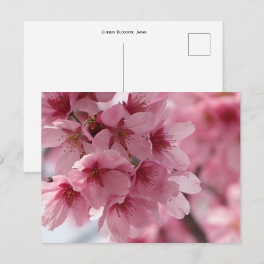 Cherry Blossom: Japan Briefkaart (Voorkant / Achterkant)