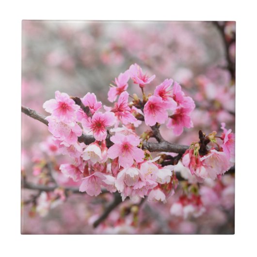 Cherry blossom Japan florroze  uniek Tegeltje (Voorkant)