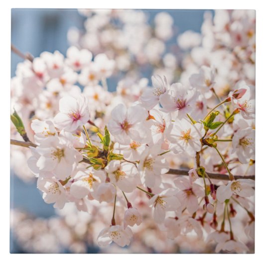 Cherry blossom Japan florroze  uniek Tegeltje (Voorkant)