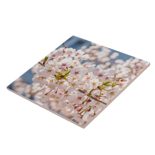 Cherry blossom Japan florroze uniek Tegeltje (Zijkant)