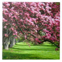 Cherry blossom Japan florroze  uniek