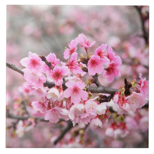 Cherry blossom Japan florroze  unieke Cer Tegeltje (Voorkant)