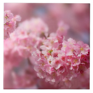Cherry blossom Japan florroze unieke Cer Tegeltje