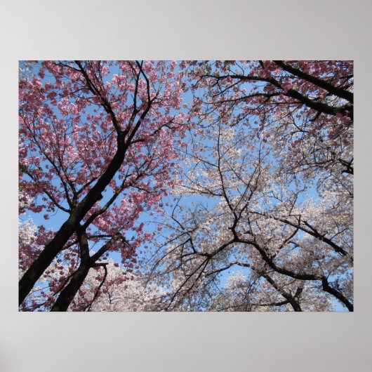 Cherry Blossom: Japan Poster (Voorkant)