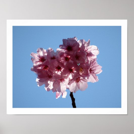 Cherry Blossom: Japan Poster (Voorkant)