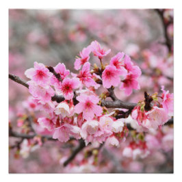 Cherry blossom Japanse florroze boombloemen Perfect Poster