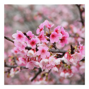 Cherry blossom Japanse florroze boombloemen Perfect Poster