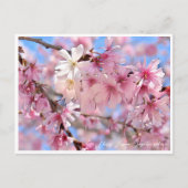 Cherry Blossom "Jugatsu-zakura" Briefkaart (Voorkant)