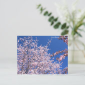 Cherry Blossom: Jugatsu-zakura (Briefkaart) Briefkaart (Staand voorkant)