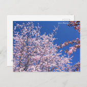 Cherry Blossom: Jugatsu-zakura (Briefkaart) Briefkaart (Voorkant / Achterkant)
