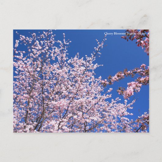Cherry Blossom: Jugatsu-zakura (Briefkaart) Briefkaart (Voorkant)