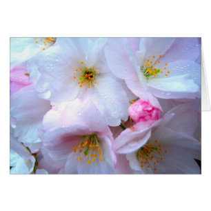 Cherry blossom - Kaart