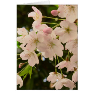 Cherry Blossom Kaart White Blossom Kaart Personali