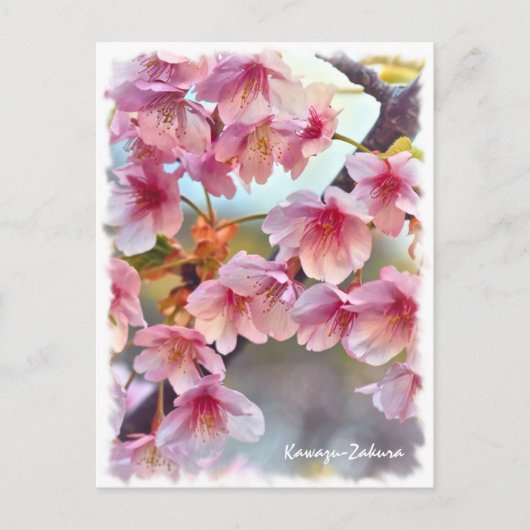 Cherry blossom: Kawazu-Zakura ポストカード Briefkaart (Voorkant)