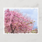 Cherry blossom: Kawazu-Zakura ポストカード Briefkaart (Voorkant)
