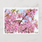 Cherry blossom: Kawazu-Zakura ポストカード Briefkaart (Voorkant)