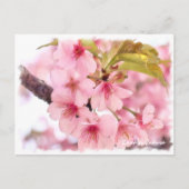 Cherry blossom: Kawazu-Zakura ポストカード Briefkaart (Voorkant)