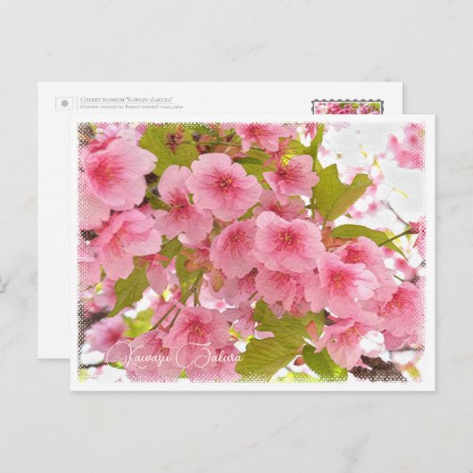 Cherry blossom "Kawazu-Zakura" Briefkaart (Voorkant / Achterkant)
