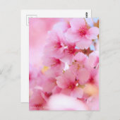 Cherry Blossom "Kawazu-zakura":Briefkaart Briefkaart (Voorkant / Achterkant)