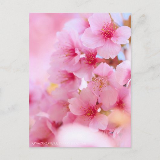 Cherry Blossom "Kawazu-zakura":Briefkaart Briefkaart (Voorkant)