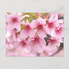 Cherry Blossom "Kawazu-zakura":Briefkaart Briefkaart