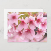 Cherry Blossom "Kawazu-zakura":Briefkaart Briefkaart (Voorkant / Achterkant)