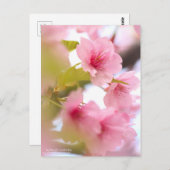 Cherry Blossom "Kawazu-zakura":Briefkaart Briefkaart (Voorkant / Achterkant)