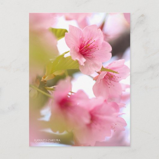 Cherry Blossom "Kawazu-zakura":Briefkaart Briefkaart (Voorkant)
