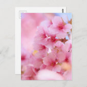 Cherry Blossom "Kawazu-zakura":Briefkaart Briefkaart (Voorkant / Achterkant)