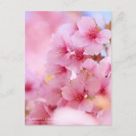Cherry Blossom "Kawazu-zakura":Briefkaart Briefkaart