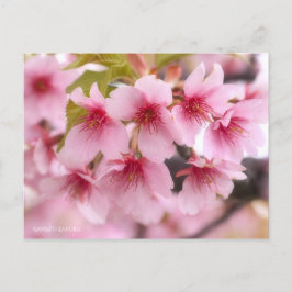 Cherry Blossom "Kawazu-zakura" (Briefkaart) Briefkaart