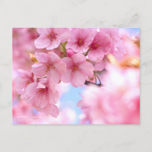 Cherry Blossom "Kawazu-zakura":Briefkaart Briefkaart