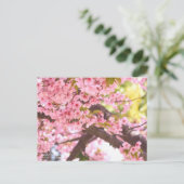 Cherry Blossom "Kawazu-zakura":Briefkaart Briefkaart (Staand voorkant)