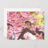 Cherry Blossom "Kawazu-zakura":Briefkaart Briefkaart (Voorkant / Achterkant)