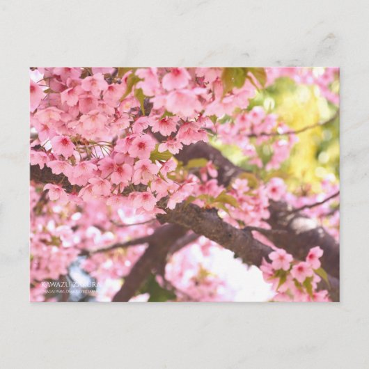 Cherry Blossom "Kawazu-zakura":Briefkaart Briefkaart (Voorkant)