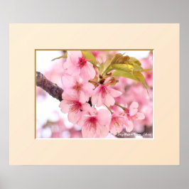 Cherry blossom "Kawazu-Zakura" Poster
