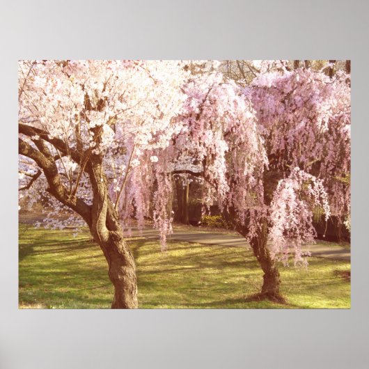 Cherry Blossom Landschap Poster (Voorkant)