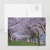 Cherry Blossom langs de Willamette, Verenigde Stat Briefkaart (Voorkant / Achterkant)